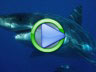 Shark attack video